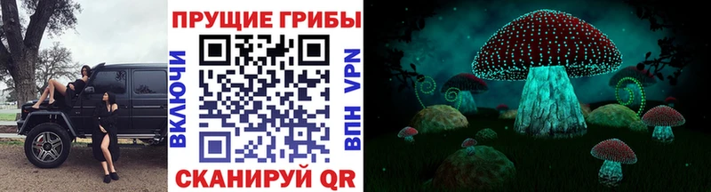 где купить наркоту  Гатчина  MEGA как зайти  Псилоцибиновые грибы Psilocybine cubensis 